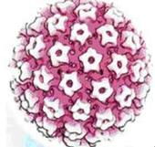 HPV